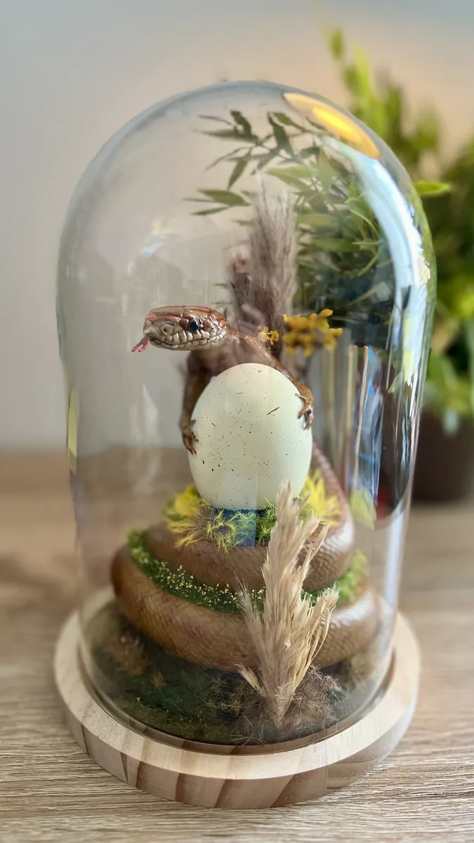 Curiosité sous cloche personnalisée